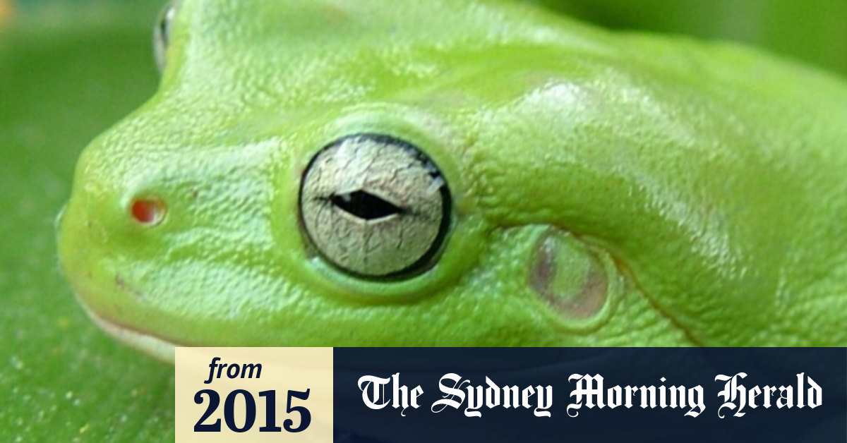 Queensland phone app can identify frogs by their croak